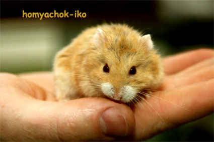 Хомячок Кемпбелла